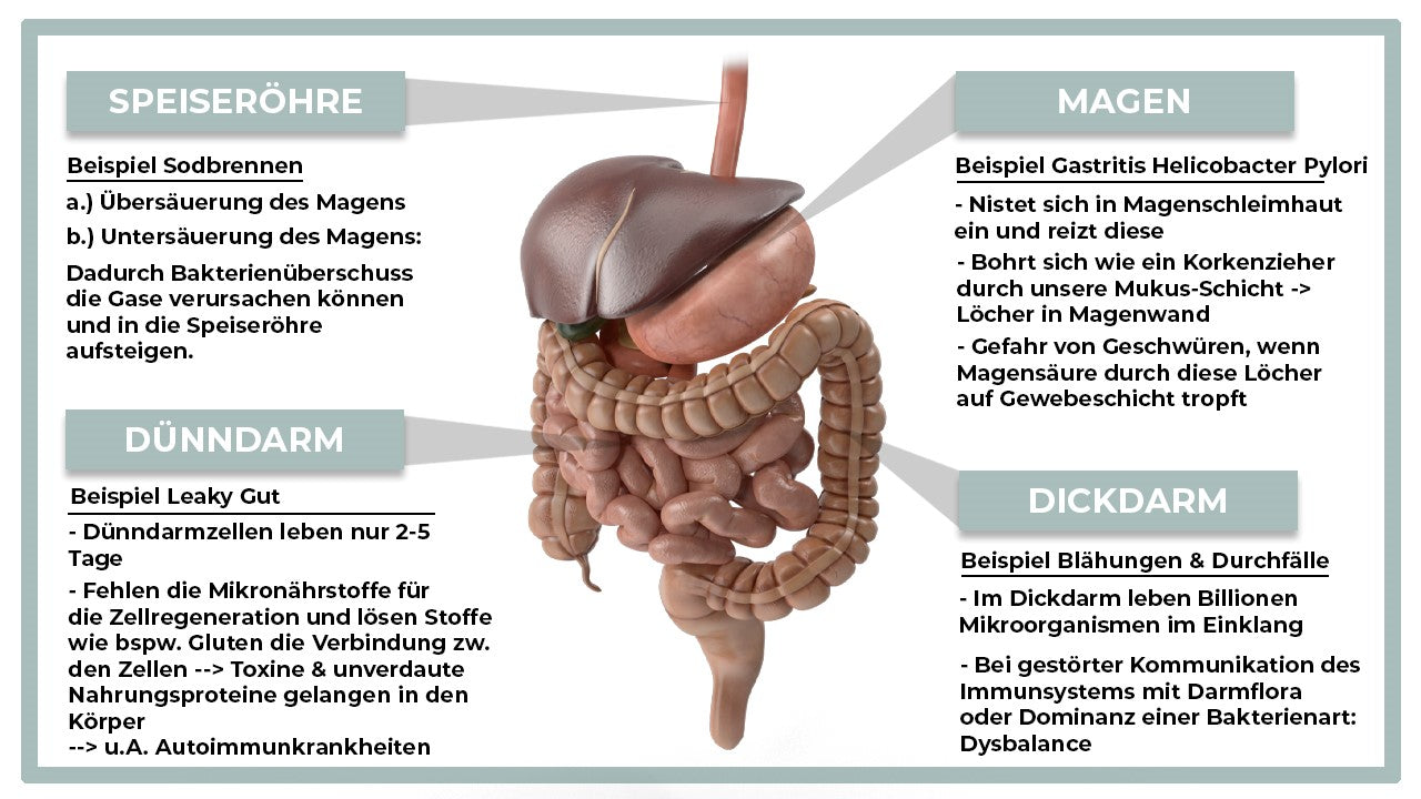 Advantage package stomach & intestines with medicinal mushrooms, digestive enzymes, tea, oil