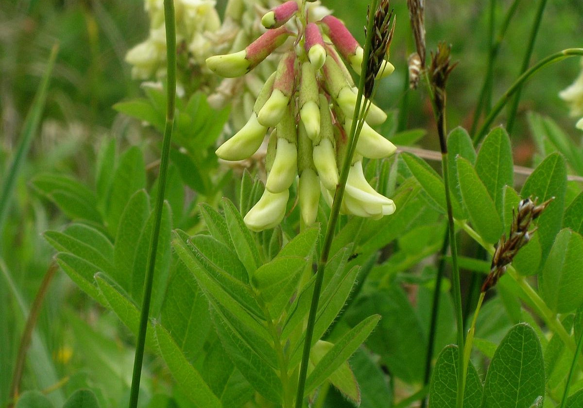Astragalosid IV aus der Astragalus-Wurzel - therapeutische Einsatzmöglichkeiten