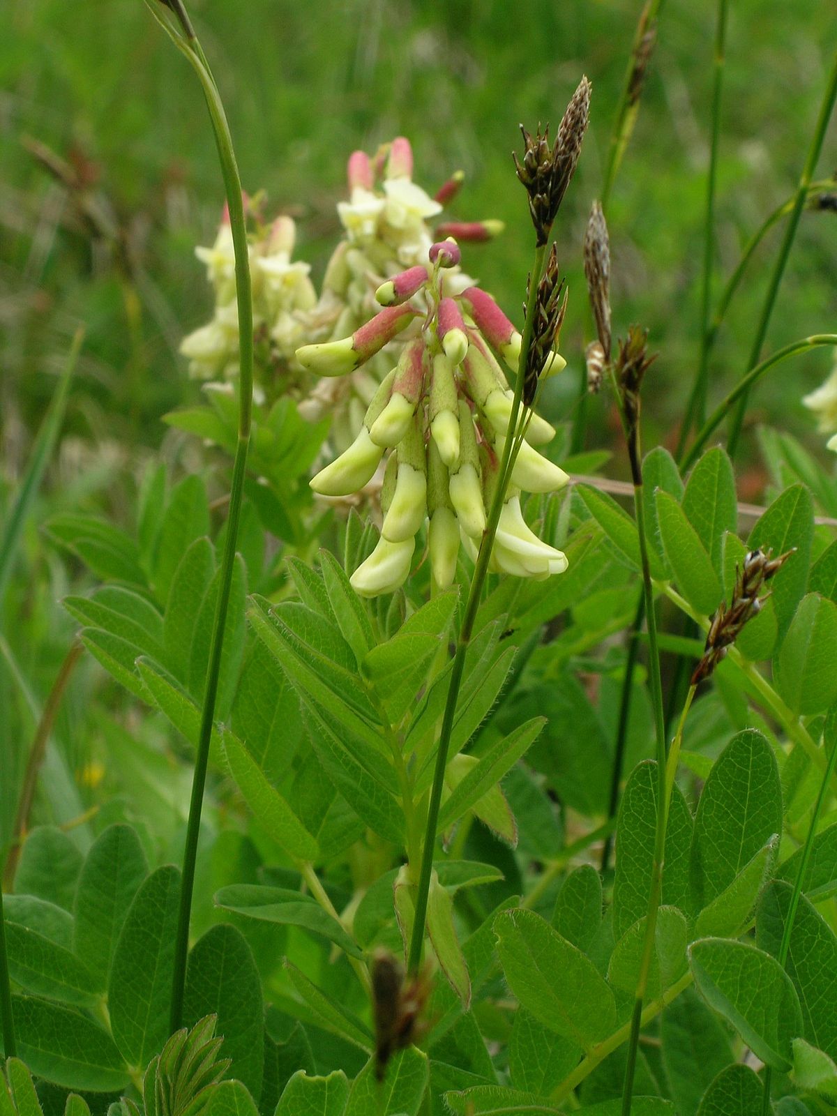 Astragalosid IV aus der Astragalus-Wurzel - therapeutische Einsatzmöglichkeiten