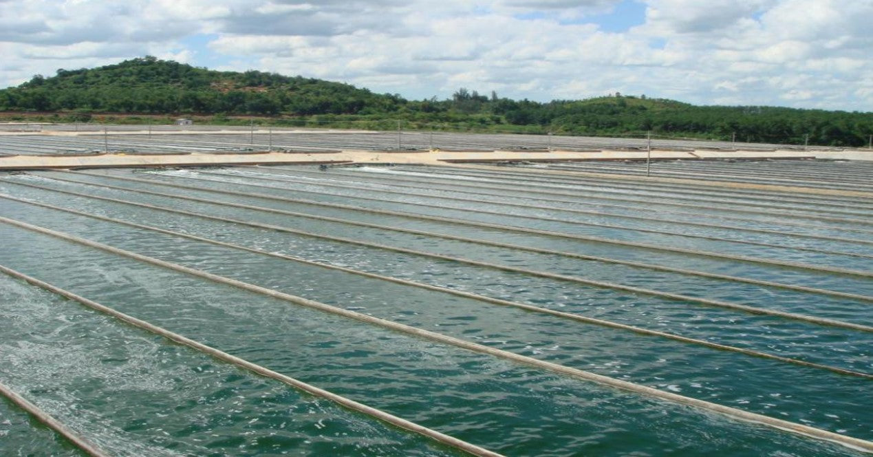 Chlorella vulgaris - enthaltene Nährstoffe und Studienlage zu Einsatzmöglichkeiten