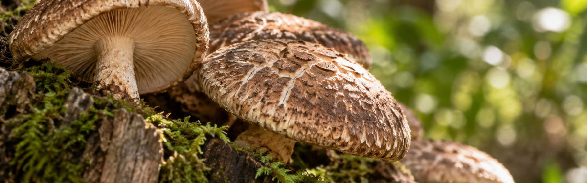 Vitamin B12 aus Shiitake: Eine Quelle, die man kaum erwarten würde
