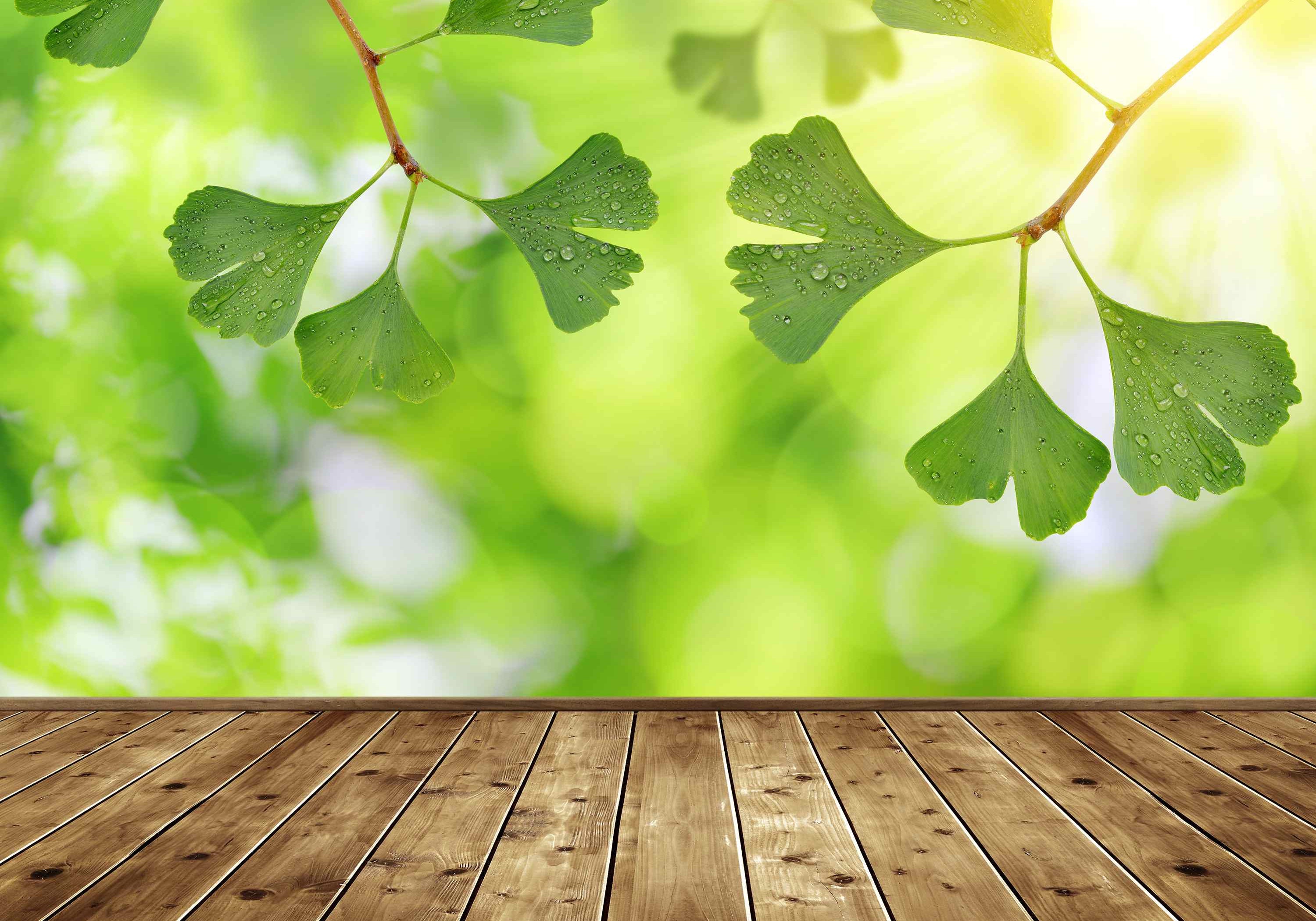 Ginkgo biloba - "Baum der Hoffnung"
