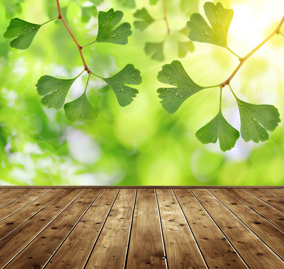 Ginkgo biloba - "Baum der Hoffnung"