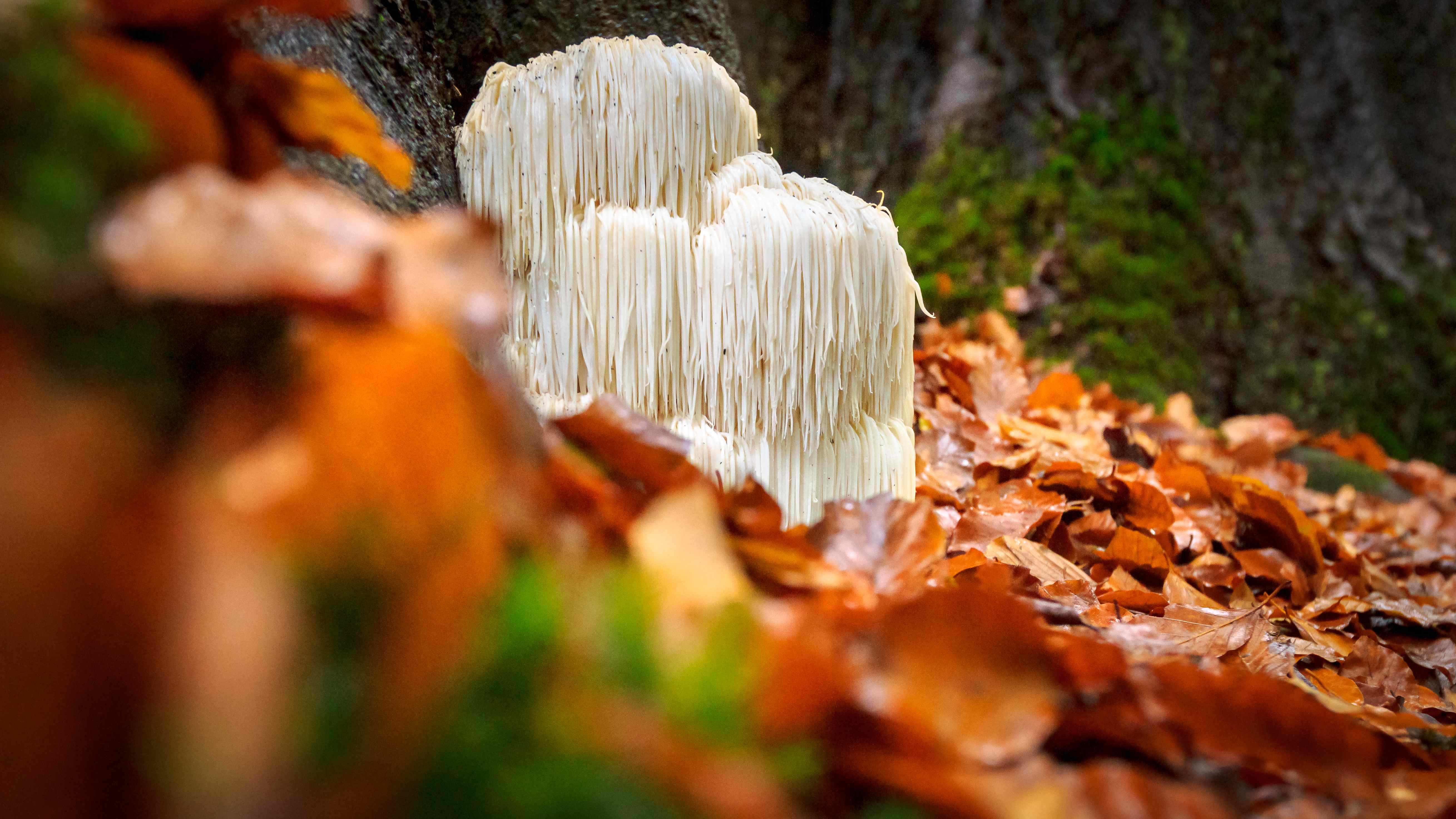 Hericium - Igel Stachelbart