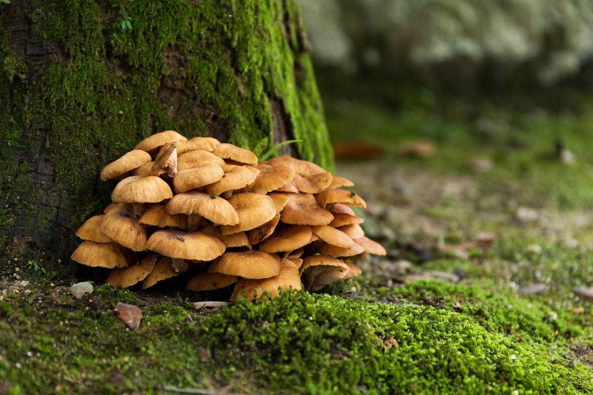 Maitake, Klapperschwamm, Pilz aus dem heimischen Laubwald