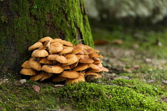 Maitake, Klapperschwamm, Pilz aus dem heimischen Laubwald
