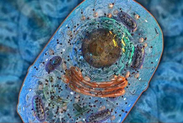 Pyrrolochinolinchinon (PQQ)