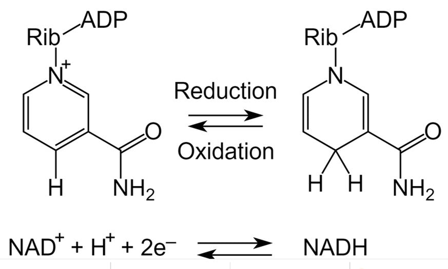 NADH und seine Bedeutung für die Energiegewinnung in den Mitochondrien