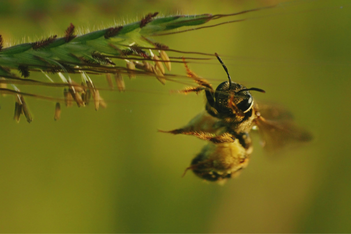Propolis & Manuka – Natürliche Schutzstoffe für Atemwege, Schleimhäute und Immunsystem