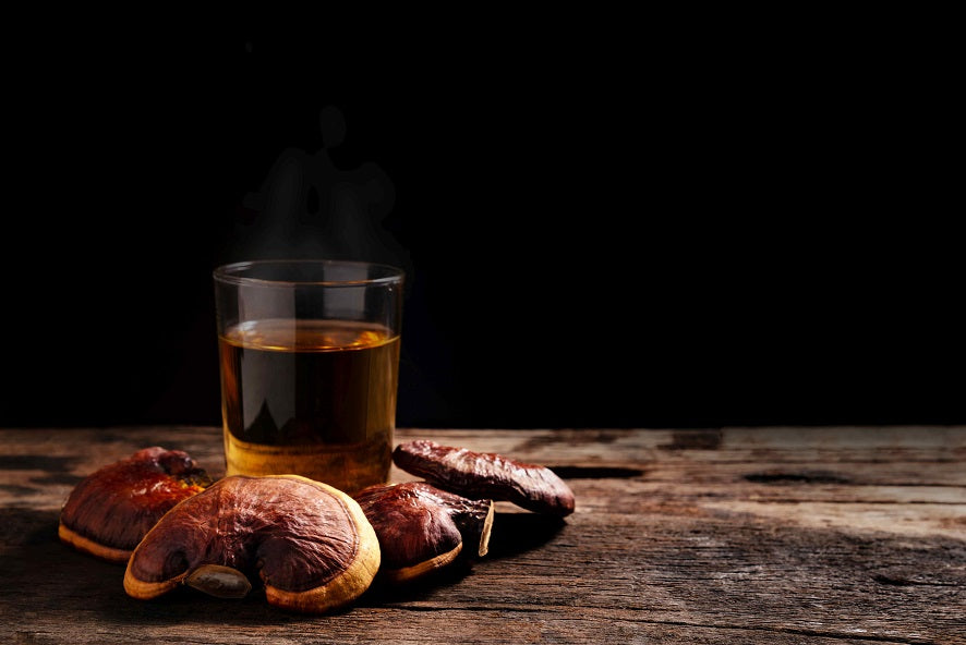 Reishi- glänzender Lackporling, der "göttliche Pilz der Unsterblichkeit"