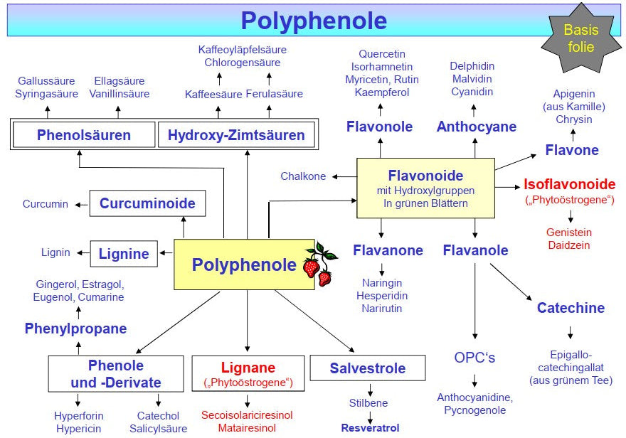 Polyphenole und Immunonkologie: EGCG, Resveratrol und Quercetin im Kampf gegen Krebs