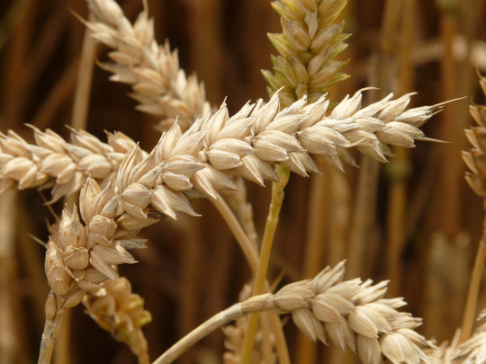 SPERMIDIN aus Weizenkeimextrakt – ein wichtiges Polyamin