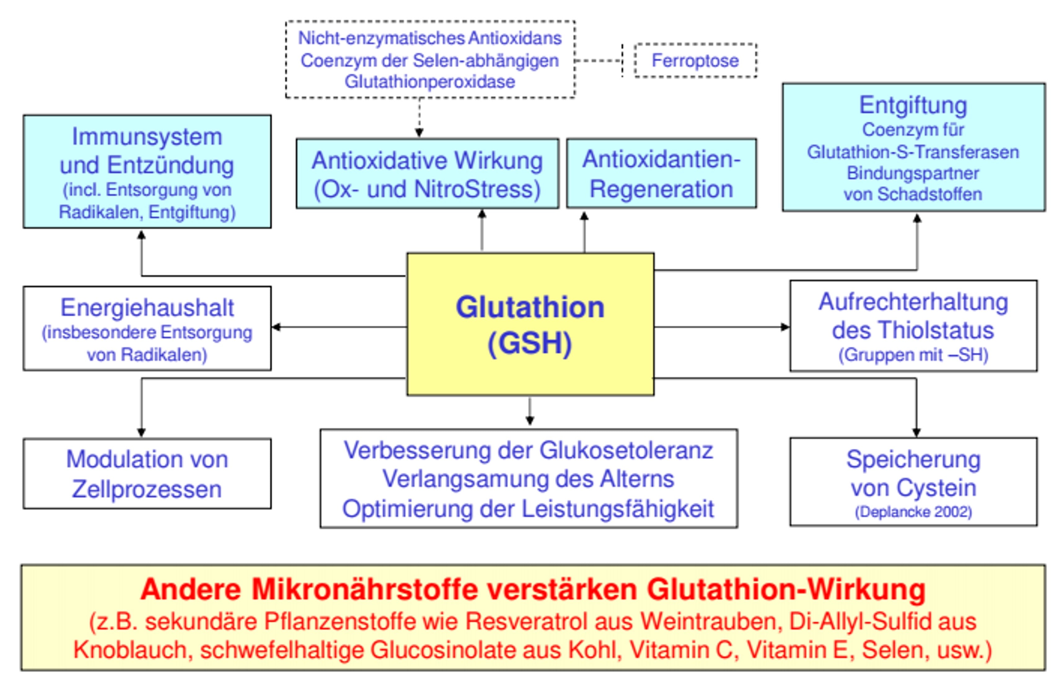 glutathion liposomal wirkung Lipo Booster Regeneration & Energie Glutathion - seine Rolle als
