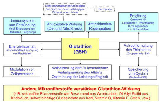 Glutathion - seine Rolle als Antioxidans und in der körpereigenen Entgiftung