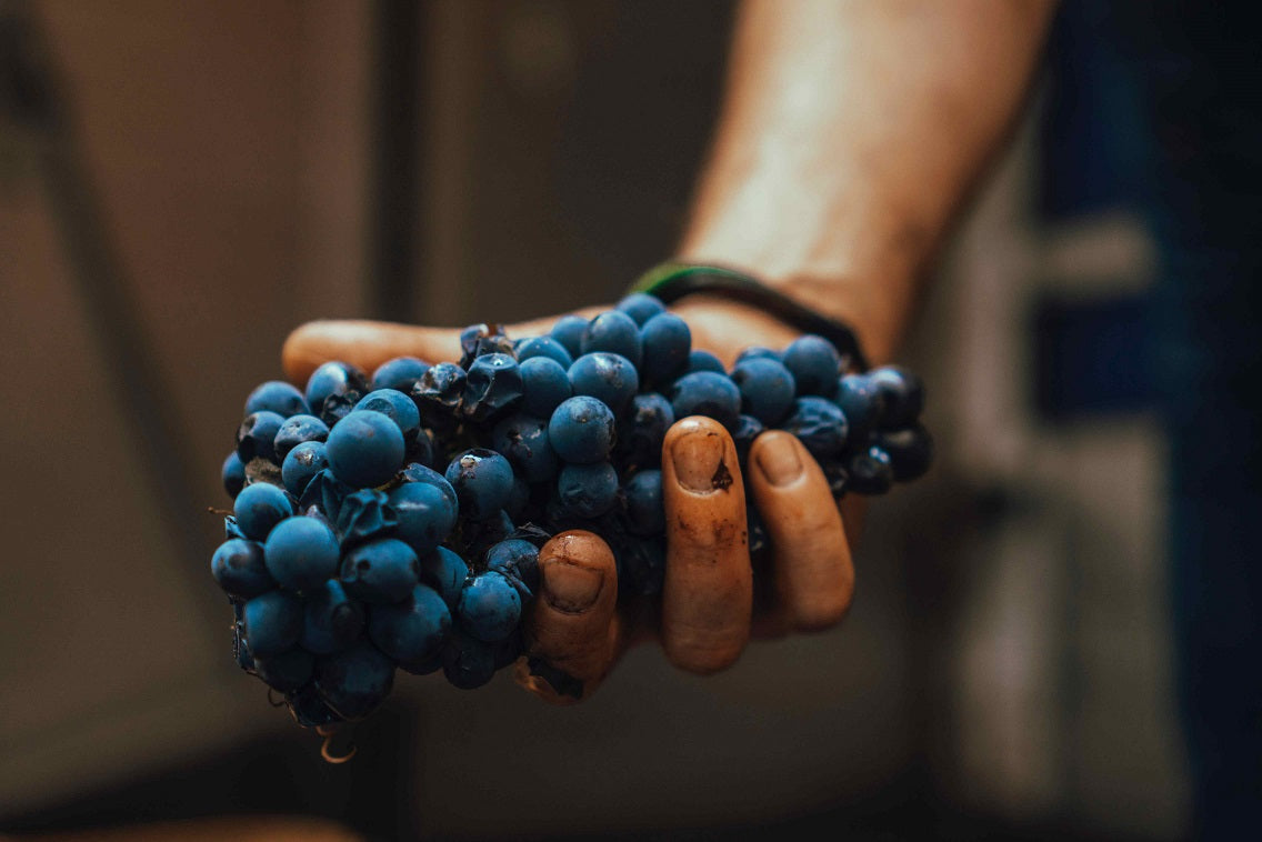 Trauben Smoothie - ein OPC Rezept