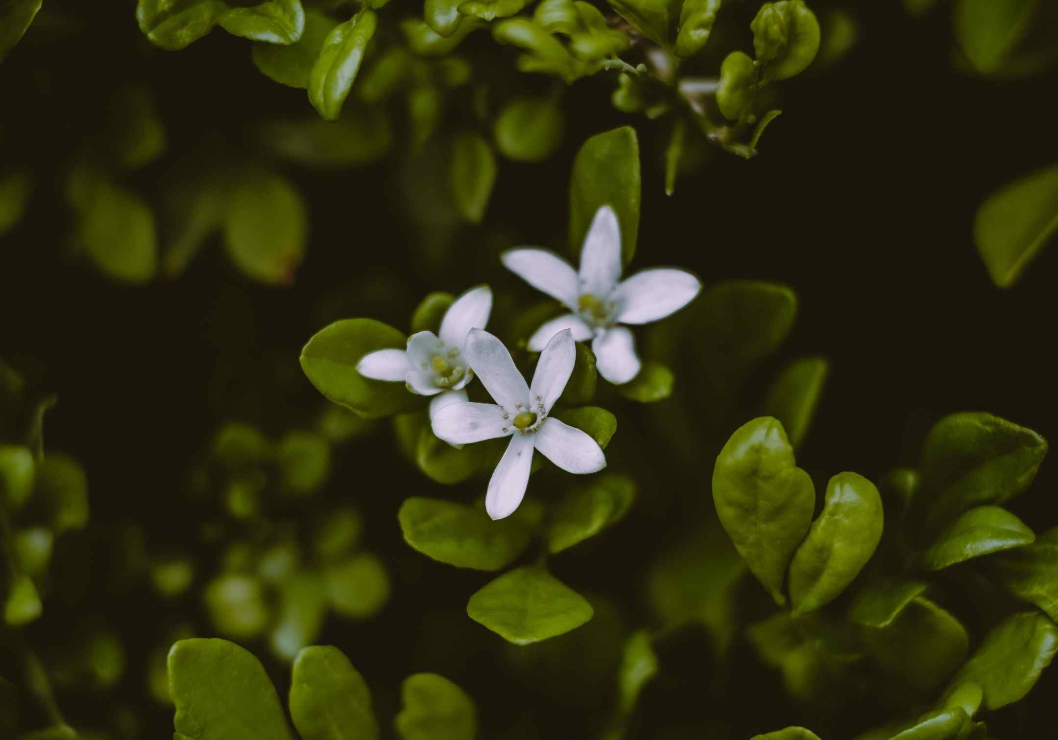 BIO-Brahmi - Ursprung und Nutzen