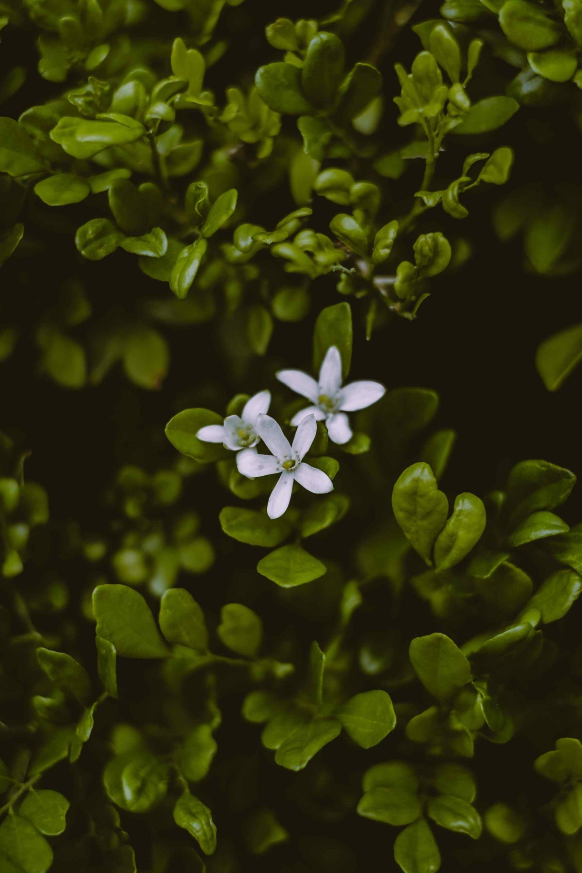 BIO-Brahmi - Ursprung und Nutzen