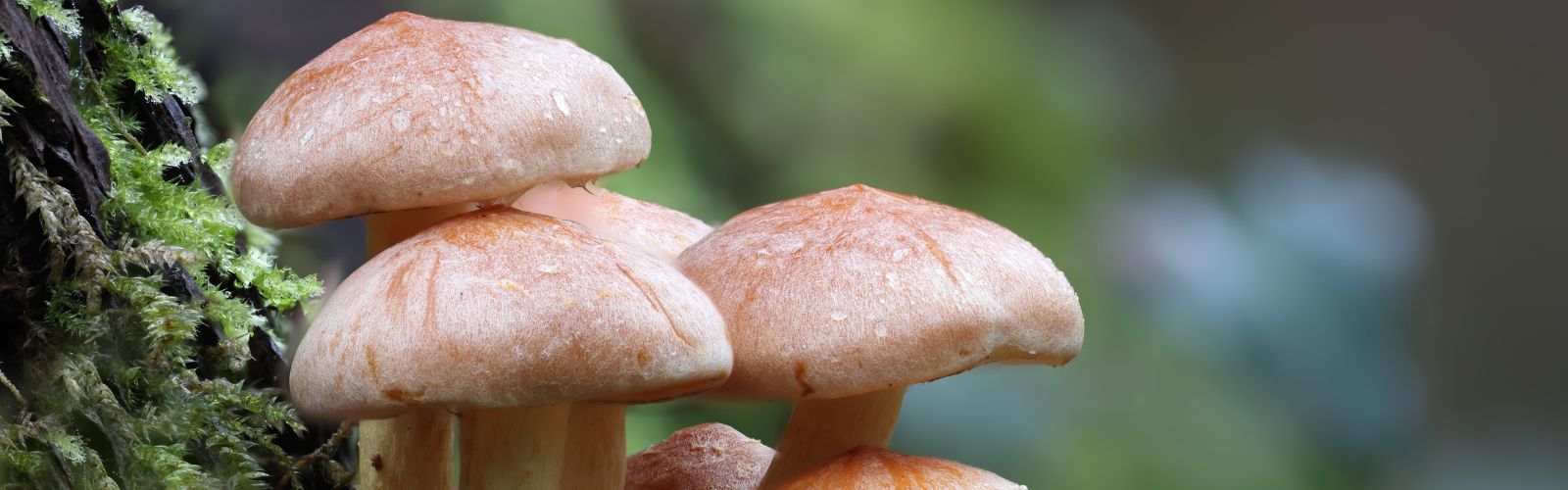 Pleurotus ostreatus – die Forschung rund um einen besonderen Pilz