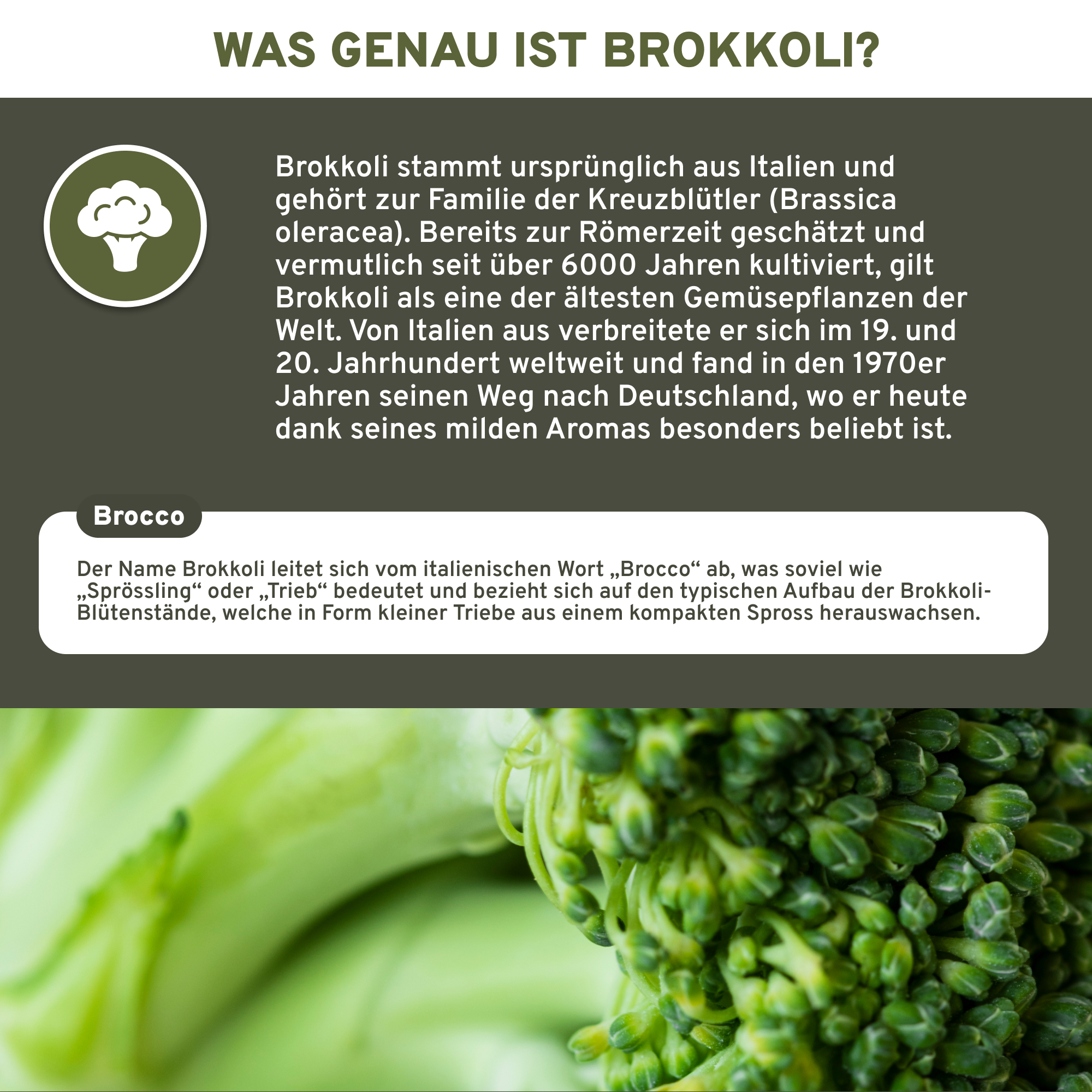 Brokkoli Extrakt mit 13% Sulforaphan, Premium-Nahrungsergänzungsmittel, laborgeprüfte Qualität, ohne Zusatzstoffe, in lichtgeschütztem Glas, 180 vegane Kapseln, hergestellt in Deutschland.