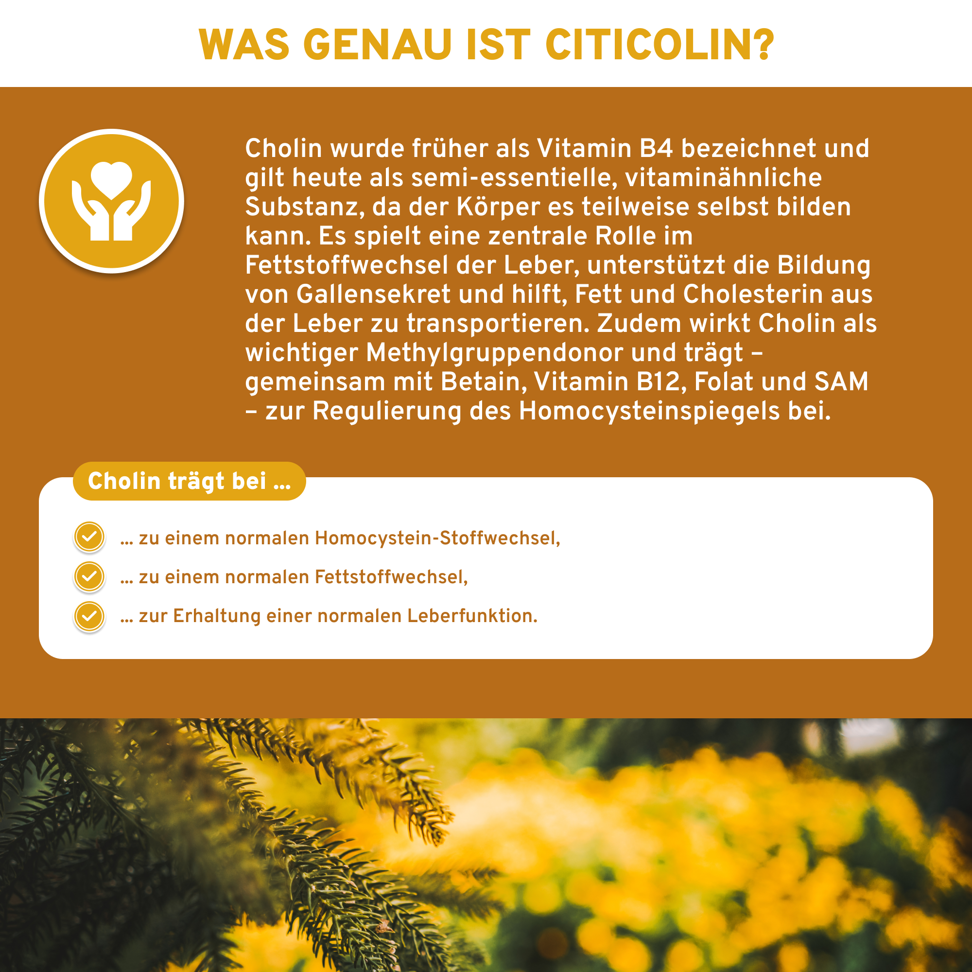 Cognizin® Citicolin-Infografik erläutert, wie Cholin den Fett- und Homocystein-Stoffwechsel sowie die Leberfunktion unterstützt. Premium, laborgeprüft, ohne Füllstoffe, in Deutschland hergestellt.
