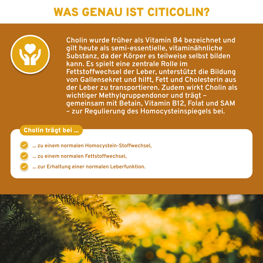 Cognizin® Citicolin-Infografik erläutert, wie Cholin den Fett- und Homocystein-Stoffwechsel sowie die Leberfunktion unterstützt. Premium, laborgeprüft, ohne Füllstoffe, in Deutschland hergestellt.