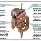 HAPPY GUT - Forfait valeur estomac et intestin