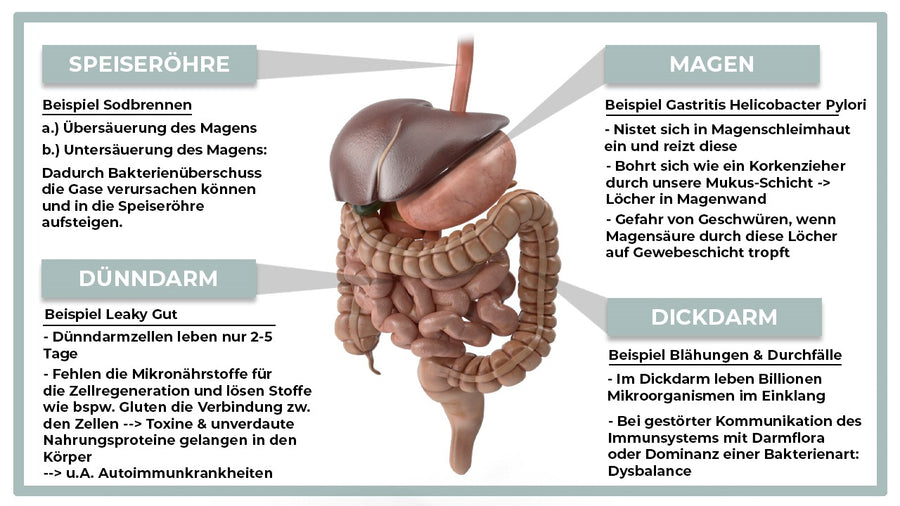 HAPPY GUT - Vorteilspaket Magen und Darm