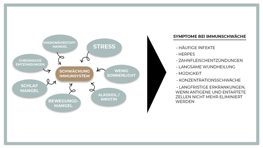 IMMUNBOOSTER - Vorteilspaket Immunsystem