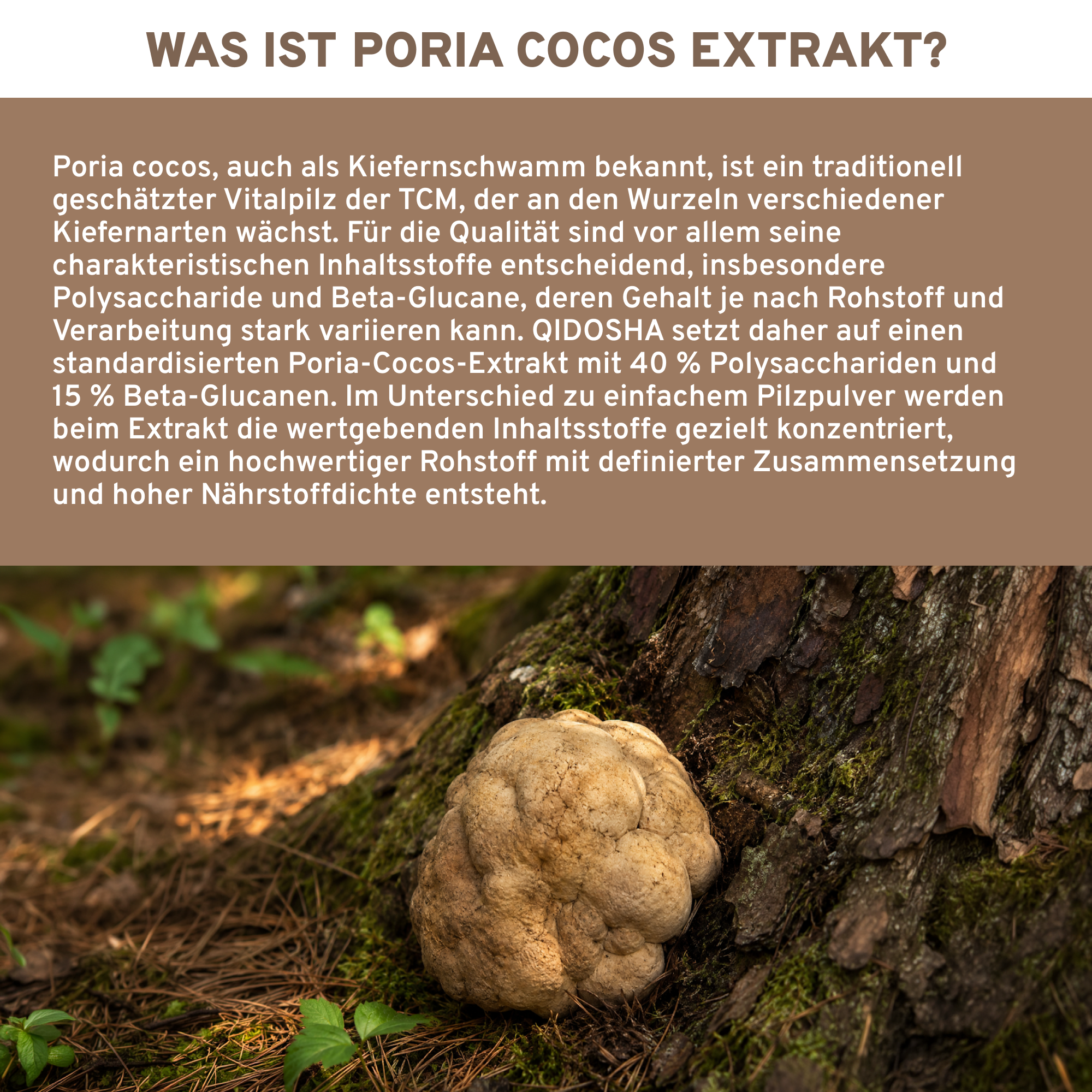 Poria Cocos Kiefernschwamm Extrakt