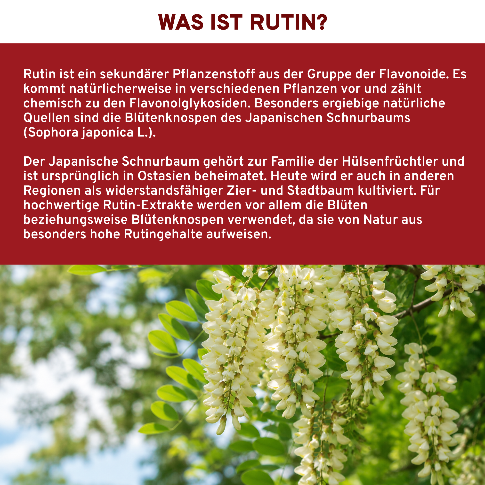 Rutin aus Sophora Japonica Extrakt  180 Kapseln - laborgeprüft