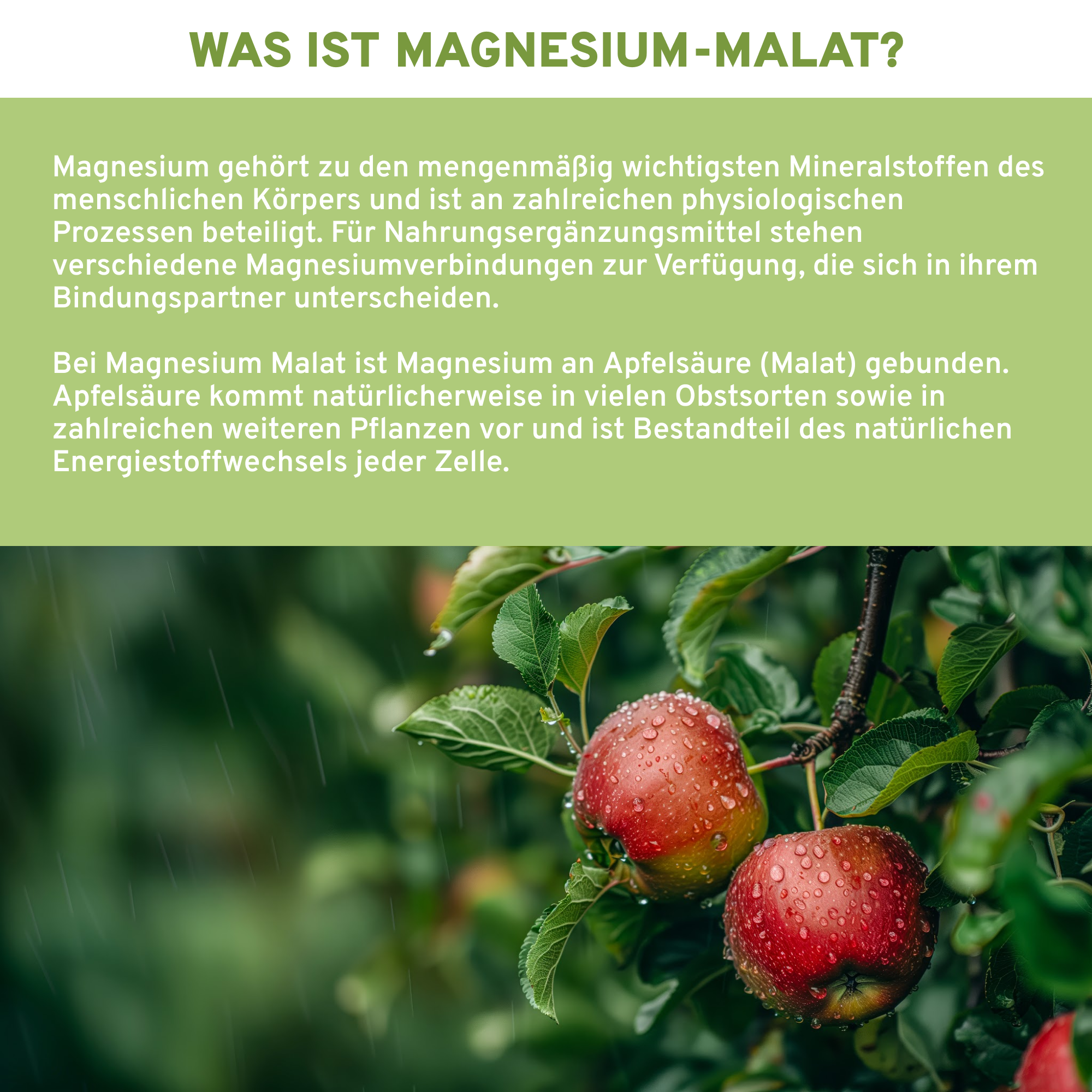 Magnesium Malat an Apfelsäure gebunden 300 mg Magnesium pro Tagesportion