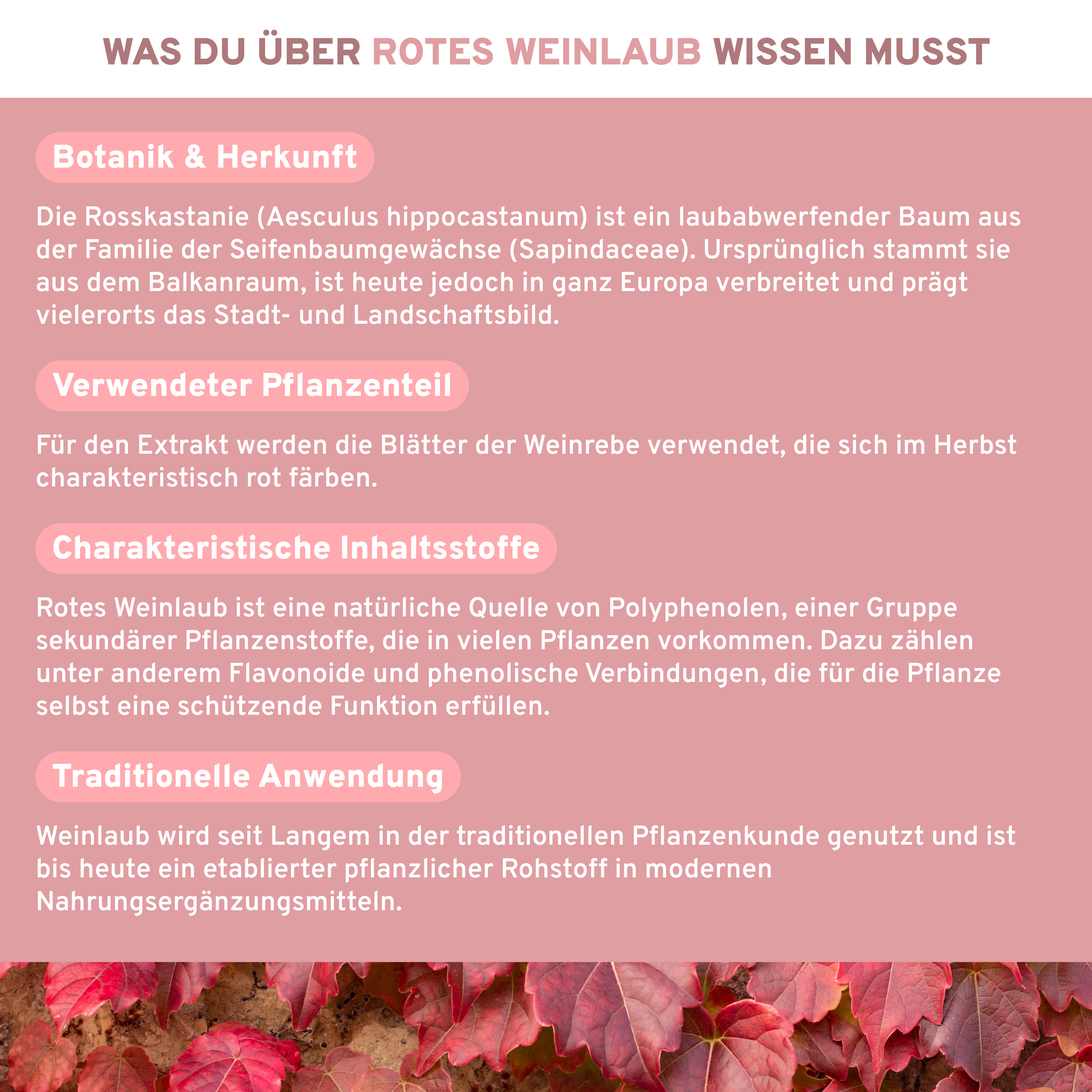 Rosskastanie, Rotes Weinlaub, Acerola: Premium-Kapseln mit pflanzlichen Extrakten und natürlichem Vitamin C, laborgeprüft und ohne Füllstoffe, in nachhaltigem Glas verpackt.