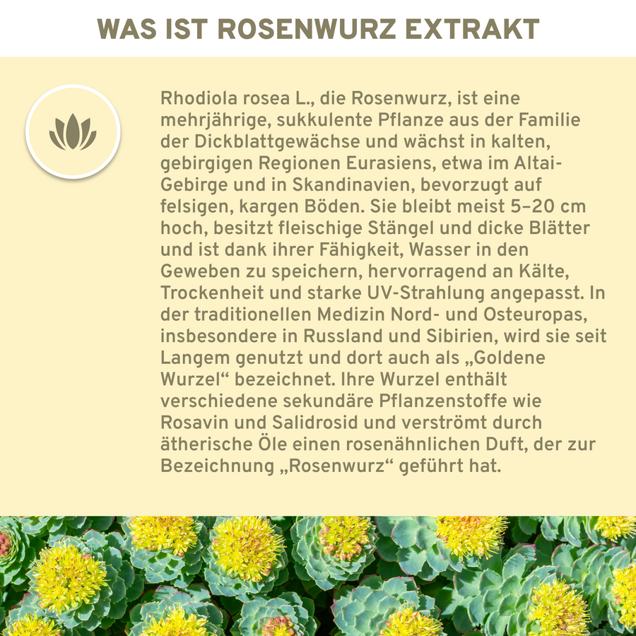 Rosenwurz (Rhodiola Rosea) Extrakt Kapseln: Premium, hochdosierte, laborgeprüfte Qualität aus Wildsammlung, garantiert ohne Füllstoffe. Ideal für Vitalität und Wohlbefinden. Vegan und in Glas verpackt.
