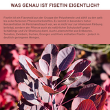 Fisetin-Kapseln aus Perückenstrauch, Premiumqualität, laborgeprüft, enthält Piperin als Bioenhancer, ohne Füllstoffe, nachhaltige Glasverpackung, vegan, hergestellt in Deutschland.