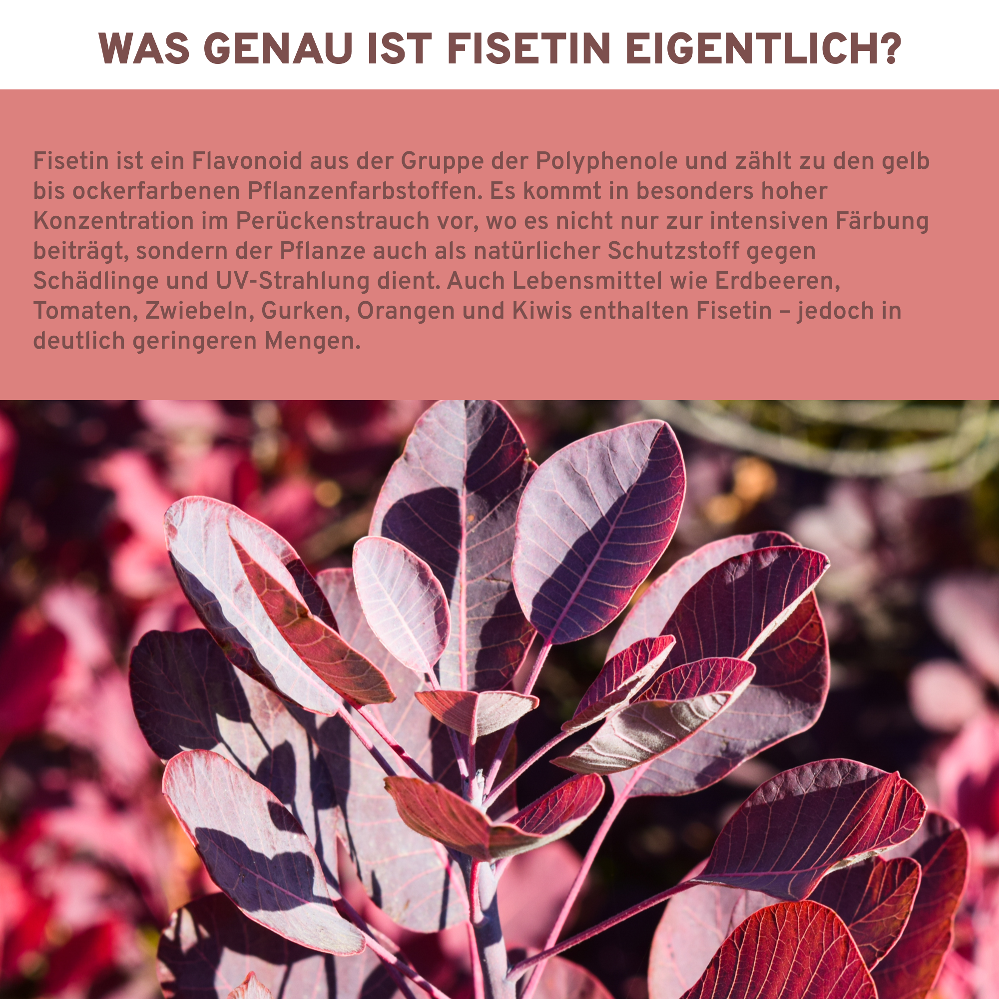Fisetin-Kapseln aus Perückenstrauch, Premiumqualität, laborgeprüft, enthält Piperin als Bioenhancer, ohne Füllstoffe, nachhaltige Glasverpackung, vegan, hergestellt in Deutschland.
