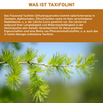 Taxifolin (Dihydroquercetin) Infografik: Natürliches Flavonoid aus Larix gmelinii, hohe Qualität, laborgeprüft, ohne Zusatzstoffe, in nachhaltigen Gläsern verpackt, Premium-Nahrungsergänzungsmittel.