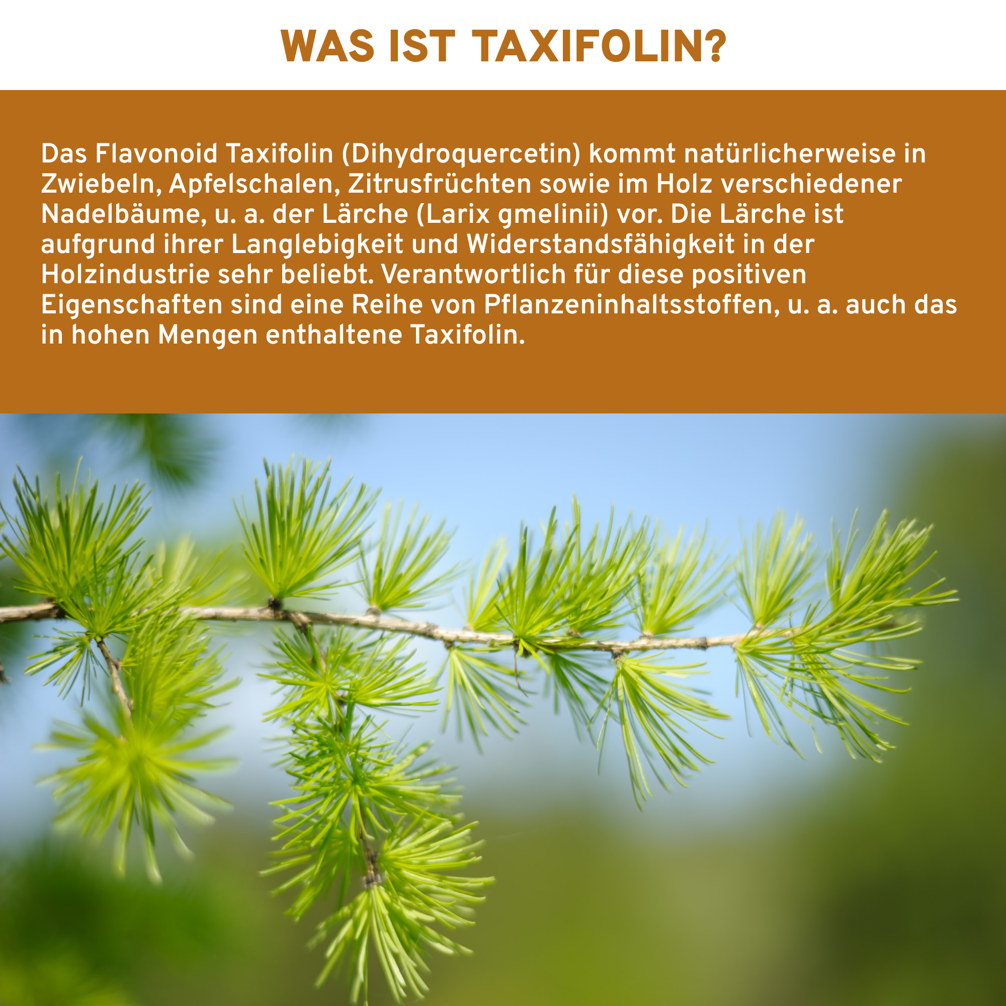 Taxifolin (Dihydroquercetin) Infografik: Natürliches Flavonoid aus Larix gmelinii, hohe Qualität, laborgeprüft, ohne Zusatzstoffe, in nachhaltigen Gläsern verpackt, Premium-Nahrungsergänzungsmittel.