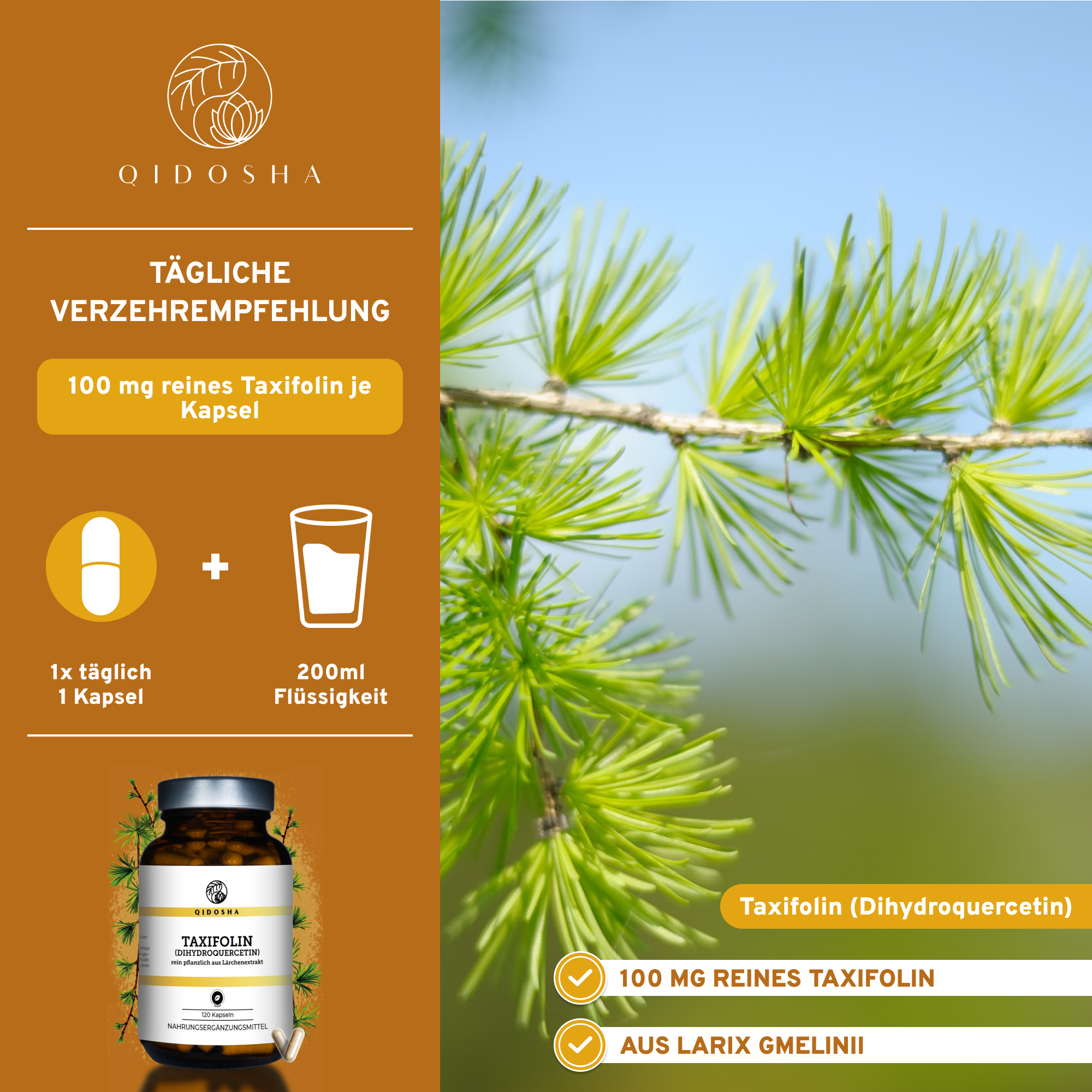 Taxifolin (Dihydroquercetin) von QIDOSHA: Premium-Nahrungsergänzungsmittel, 100 mg pro Kapsel, aus nachhaltiger Lärchenquelle, laborgeprüft, ohne Zusatzstoffe, in umweltfreundlichem Glasbehälter.