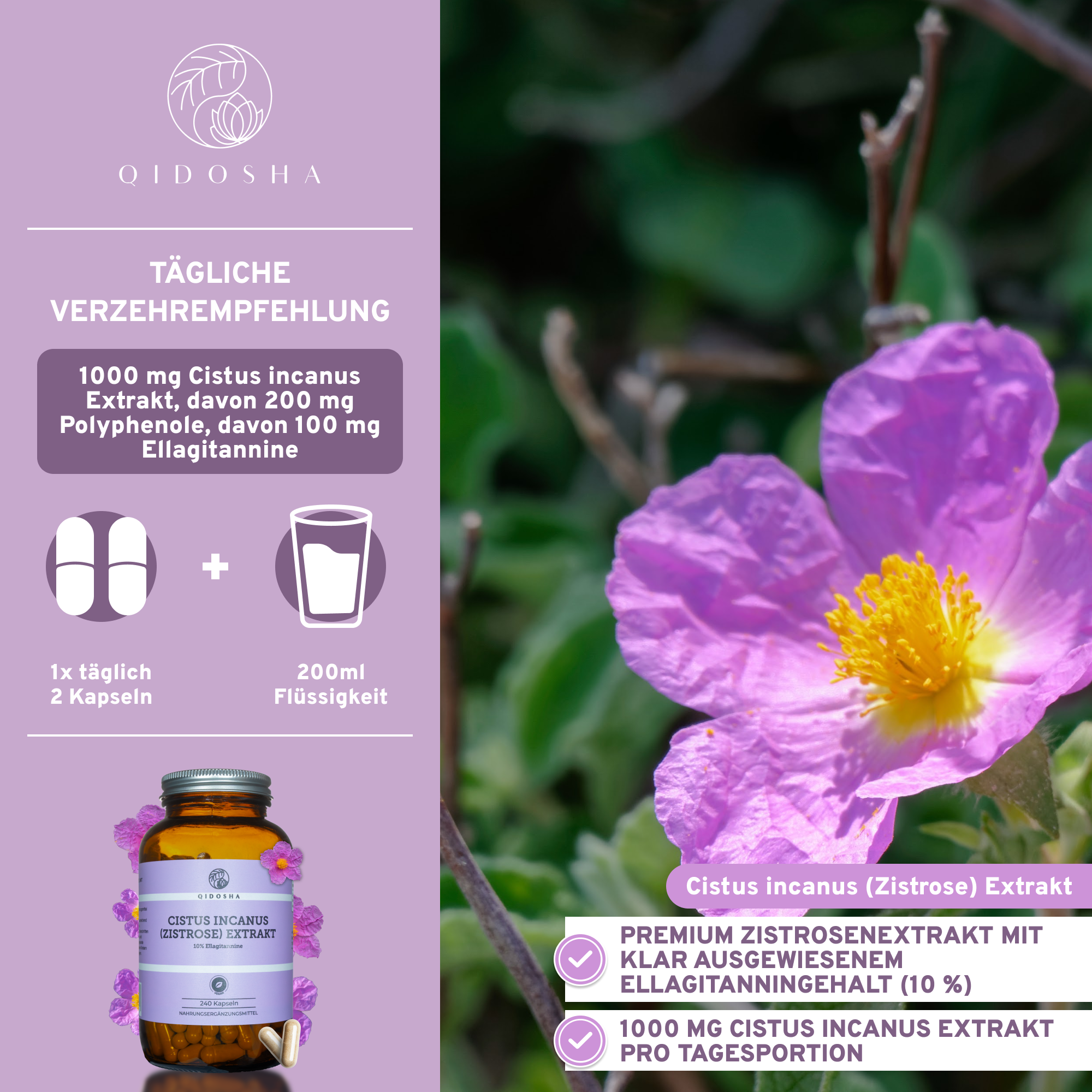 Produktabbildung von QIDOSHA Cistus Incanus (Zistrose) Extrakt: Braune Glasdose mit violettem Etikett, lose Kapseln; Premium-Zistrosenextrakt, vegan, laborgeprüft, ohne Zusatzstoffe.