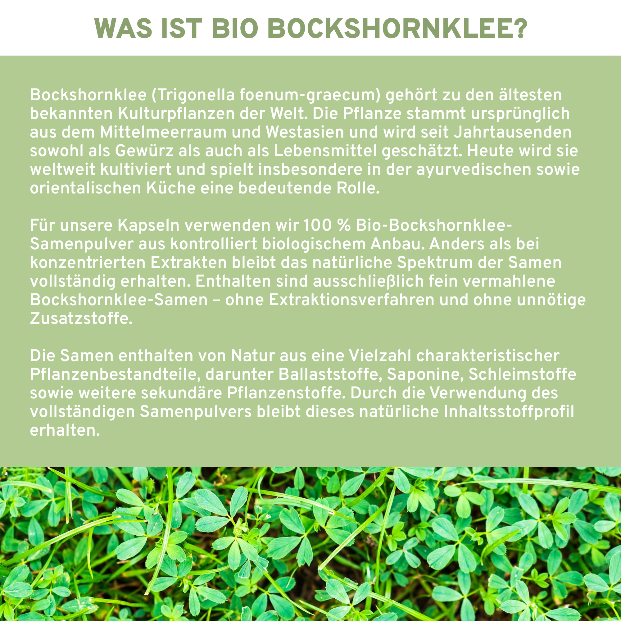 Bio Bockshornklee - 240 Kapseln in Premium Qualität - Apothekerglas - Clean Label - hochdosiert