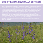 Baikal Helmkraut Extrakt