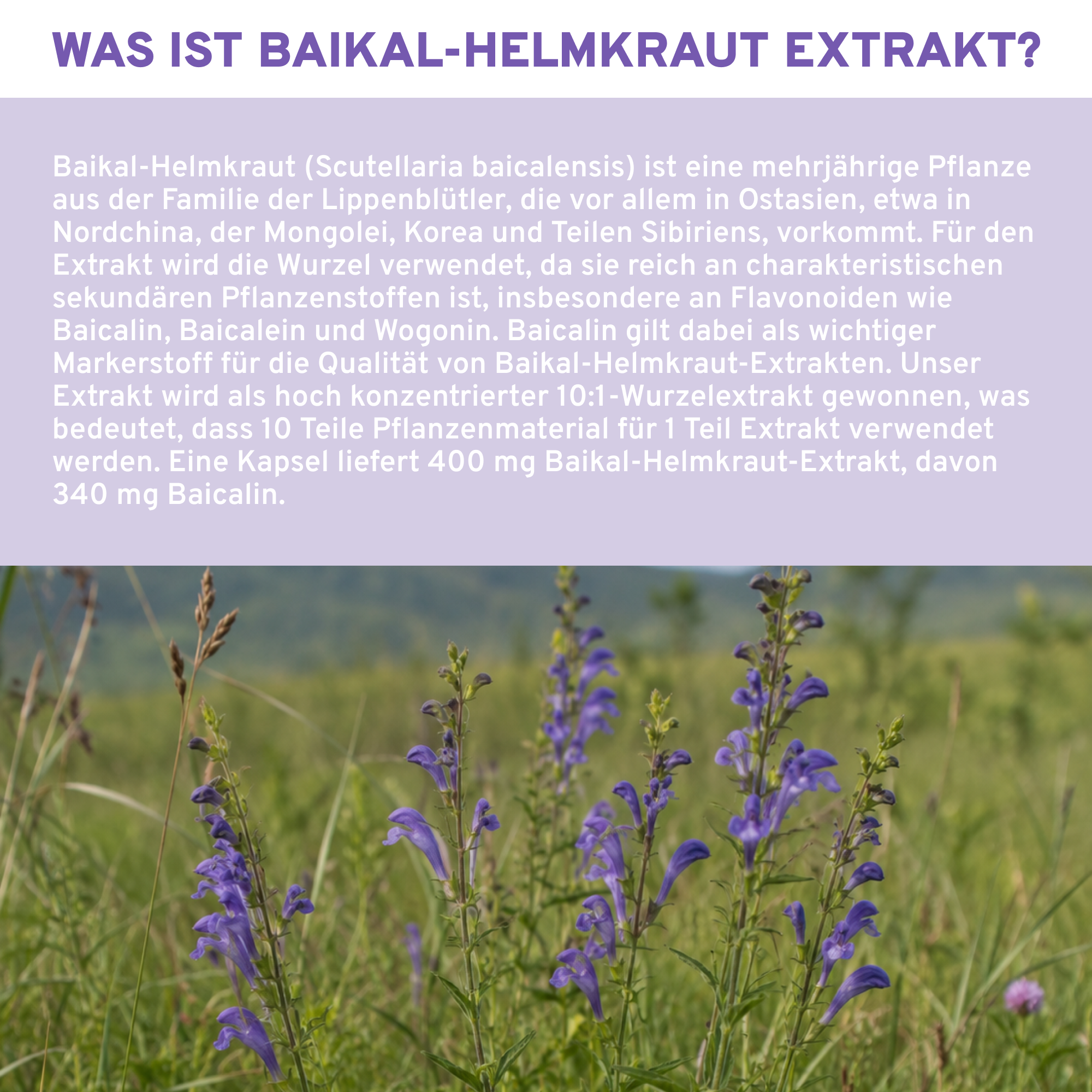 Baikal Helmkraut Extrakt