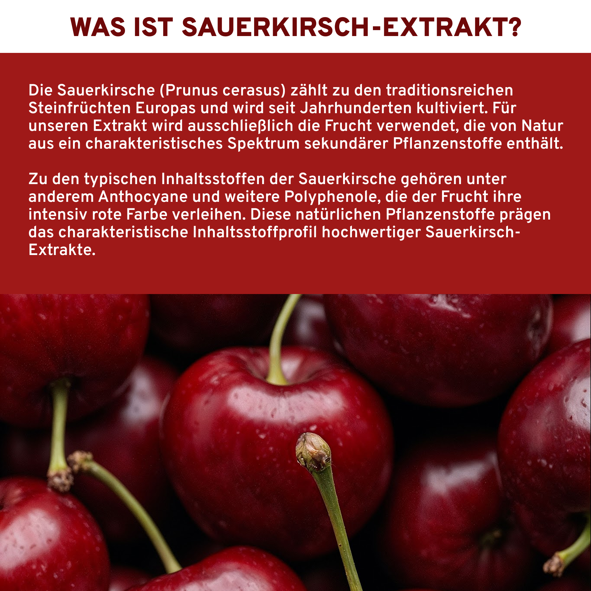 Sauerkirsch Extrakt 50:1