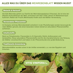 Brennnessel, Rosskastanie, Weinrebenblatt plus Kupfer & Mangan: Premium-Kapseln mit laborgeprüfter Qualität, reich an Flavonoiden, ohne Zusatzstoffe, ab Januar 2026 bei QIDOSHA.