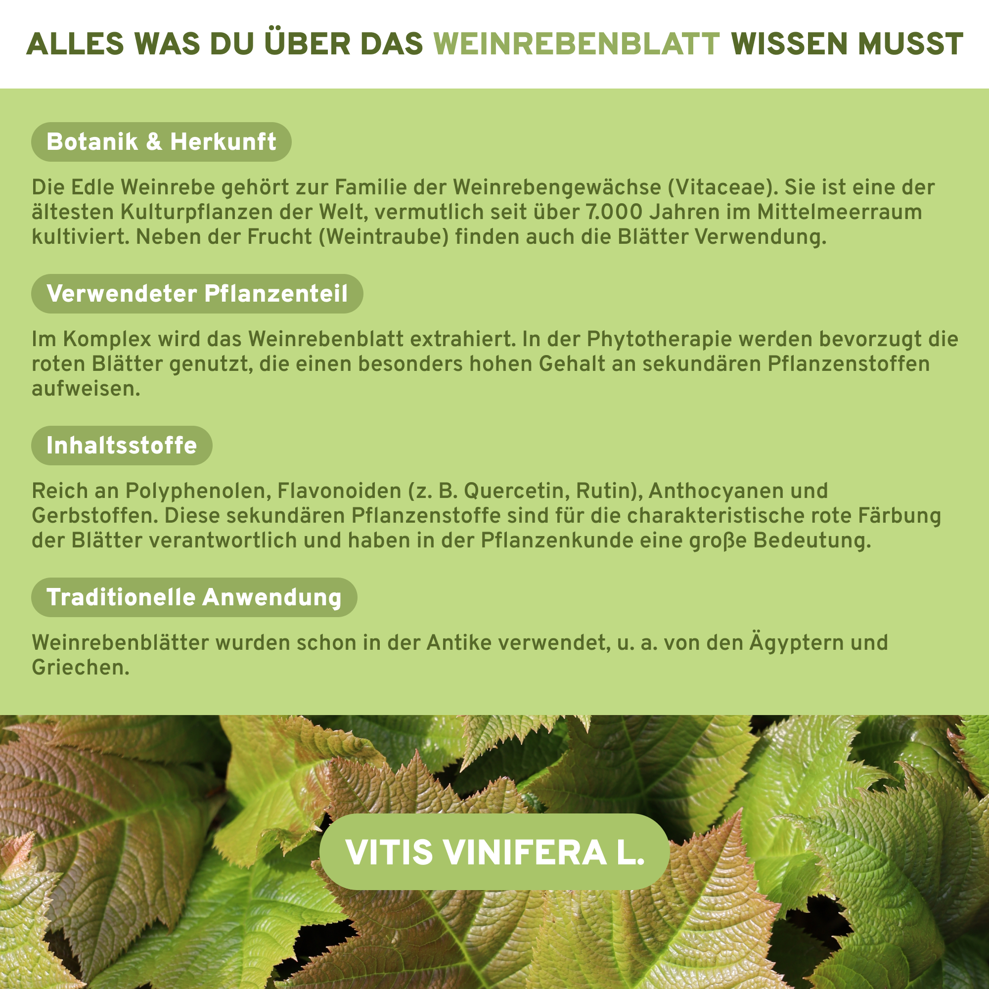 Brennnessel, Rosskastanie, Weinrebenblatt plus Kupfer & Mangan: Premium-Kapseln mit laborgeprüfter Qualität, reich an Flavonoiden, ohne Zusatzstoffe, ab Januar 2026 bei QIDOSHA.