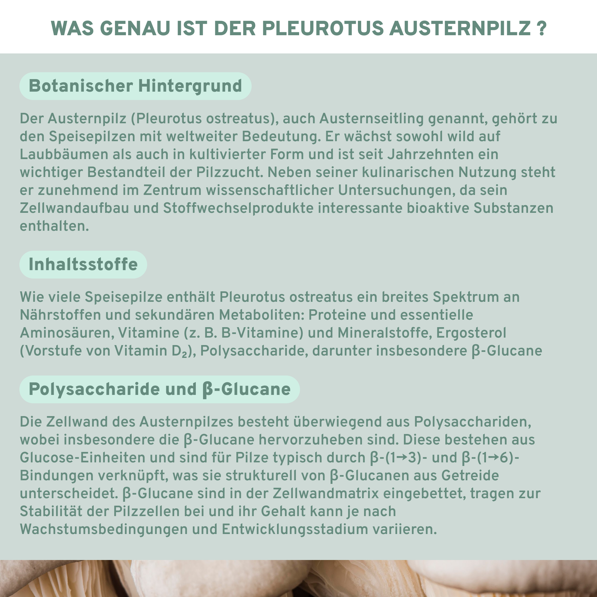Austernpilz (Pleurotus) Extrakt Kapseln, Premium-Qualität, 500mg, hoher Polysaccharid- und Beta-Glucan-Gehalt, laborgeprüft, ohne Zusatzstoffe, nachhaltige Glasverpackung, hergestellt in Deutschland.