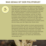 Polyporus (Eichhase) Extrakt Infografik zeigt Premium-Qualität, laborgeprüft, ohne Zusatzstoffe, mit hohem Polysaccharid- und Betaglucan-Gehalt, nachhaltige Glasverpackung. Ideal für Gourmet- und Vitalpilznutzung.