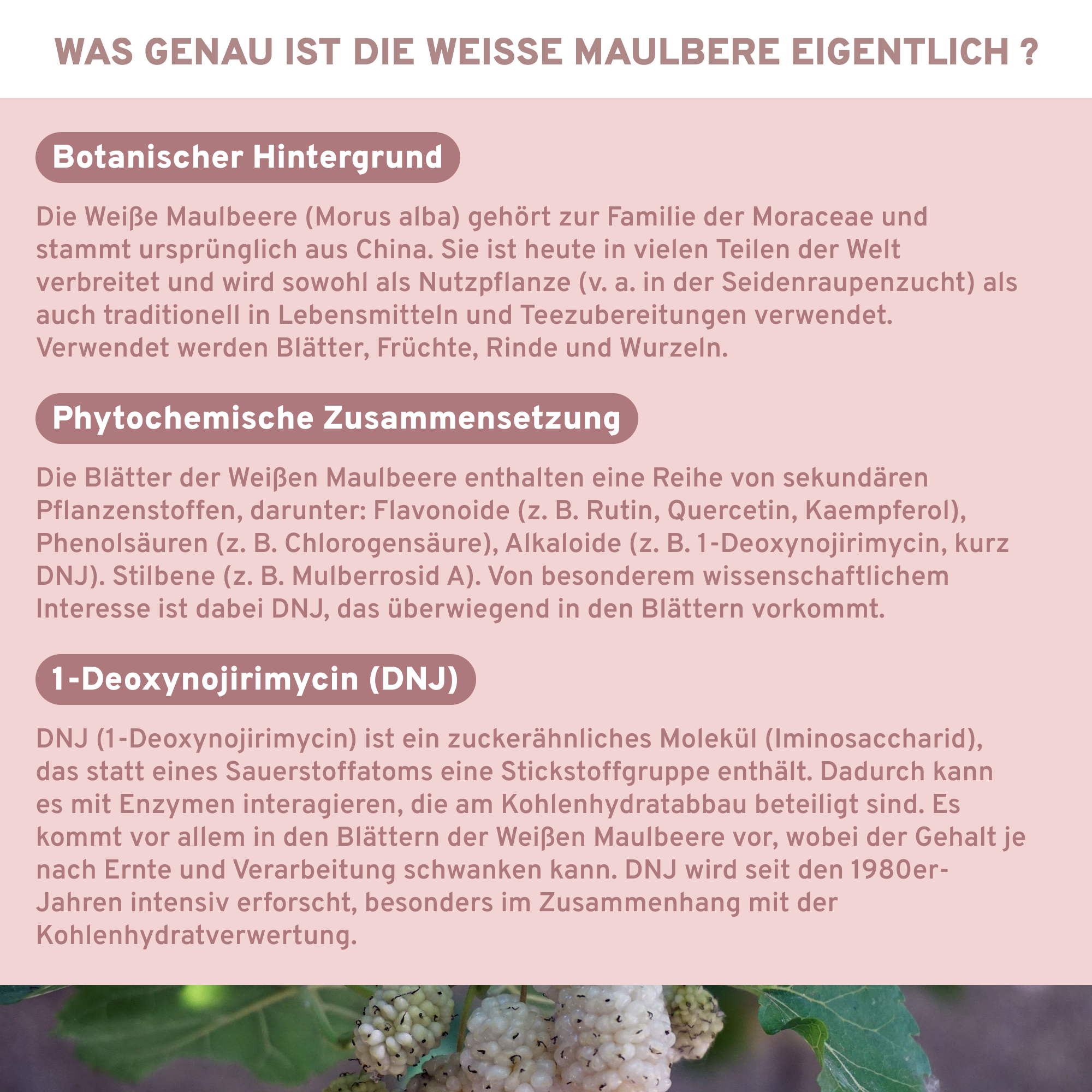 Weisse Maulbeere Extrakt mit 5% 1-Deoxynojirimycin (DNJ), Premium-Nahrungsergänzungsmittel, laborgeprüft, ohne Zusatzstoffe, in nachhaltigem Glas, ideal für TCM-Anwendungen.
