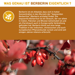 Berberin aus Berberitzenextrakt mit Piperin als Bioenhancer, Premium-Nahrungsergänzung, laborgeprüfte Qualität, ohne Zusatzstoffe. Nahaufnahme von roten Barbeeren auf einem Beerenzweig.