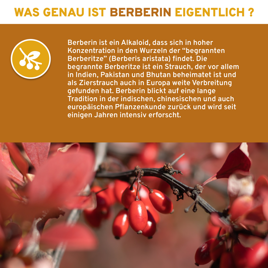 Berberin aus Berberitzenextrakt mit Piperin als Bioenhancer, Premium-Nahrungsergänzung, laborgeprüfte Qualität, ohne Zusatzstoffe. Nahaufnahme von roten Barbeeren auf einem Beerenzweig.